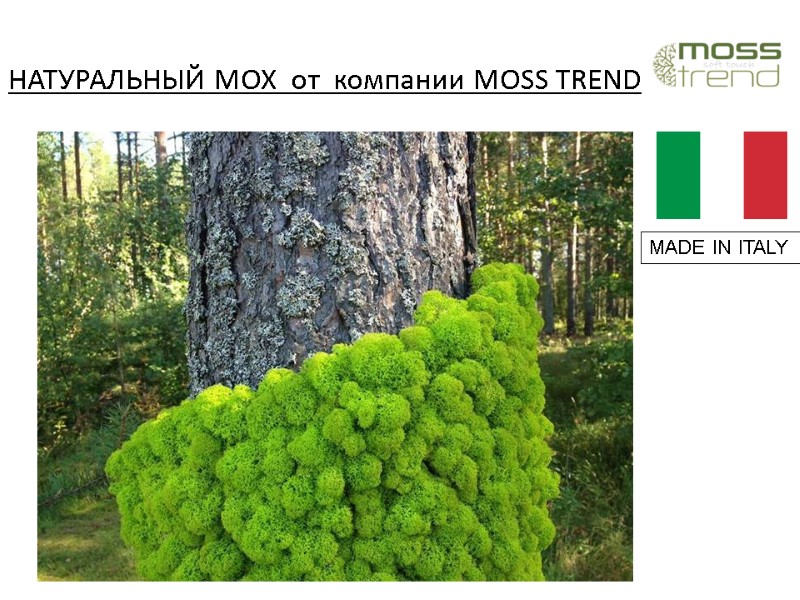 НАТУРАЛЬНЫЙ МОХ  от  компании MOSS TREND  MADE IN ITALY